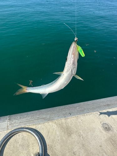 カマスの釣果