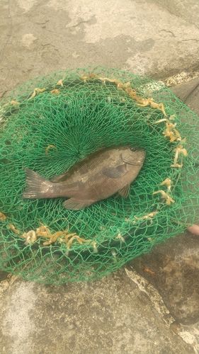 クロの釣果