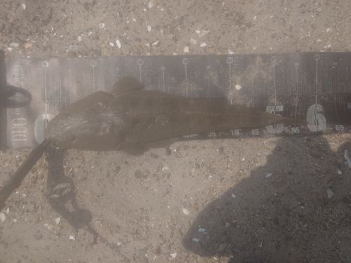 マゴチの釣果