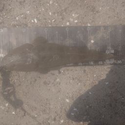 マゴチ
