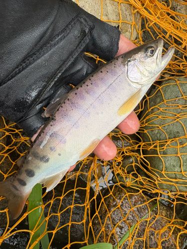 ヤマメの釣果