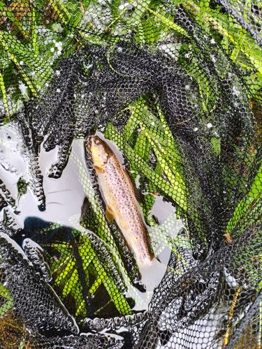 ブラウントラウトの釣果