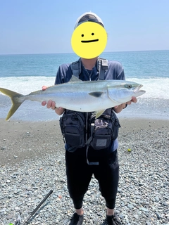 ワラサの釣果