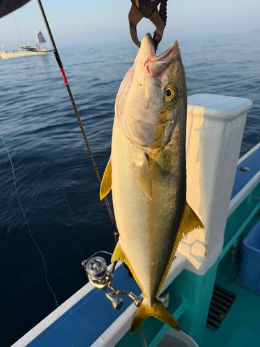 ヒラマサの釣果