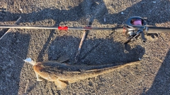 マゴチの釣果
