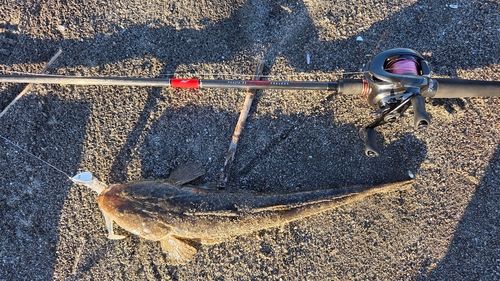 マゴチの釣果