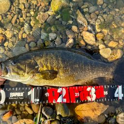 スモールマウスバス