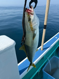 ヒラマサの釣果