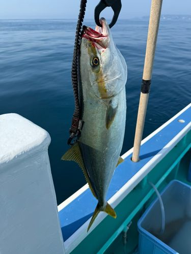 ヒラマサの釣果