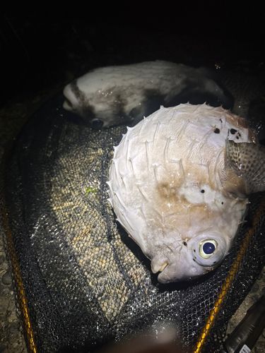 イシガキフグの釣果