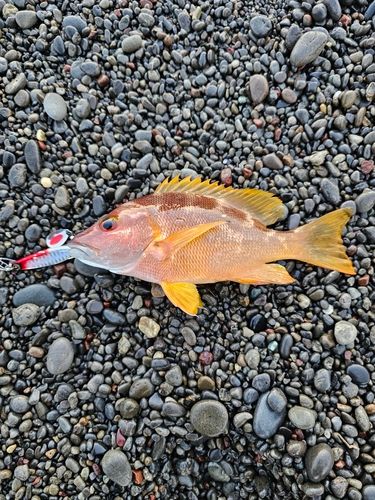 フエダイの釣果