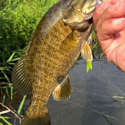 スモールマウスバス