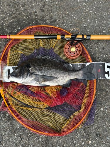 クロダイの釣果