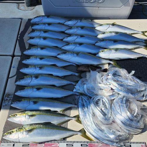 ハマチの釣果