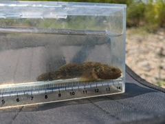 オイカワの釣果