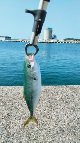 ワカシの釣果
