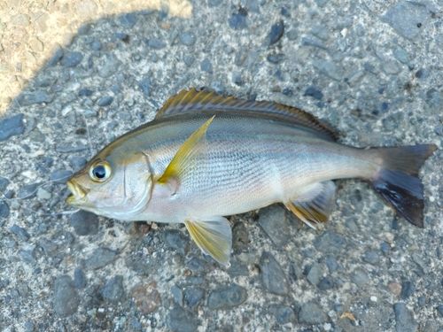 イサキの釣果
