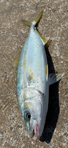 ワカシの釣果