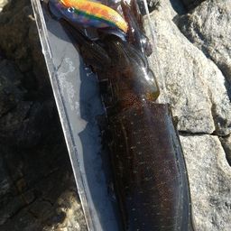 アオリイカ