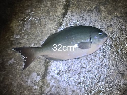 クロの釣果