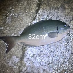 クロ