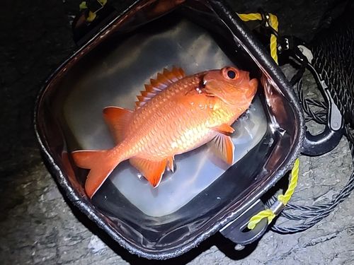 アカマツカサの釣果