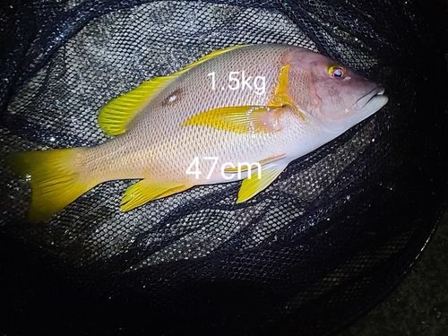 フエダイの釣果