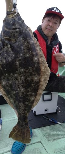 ヒラメの釣果