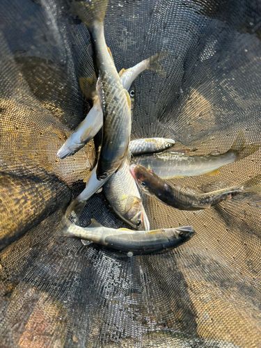 アユの釣果