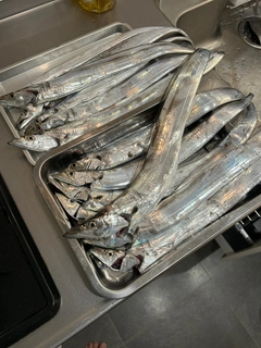 タチウオの釣果