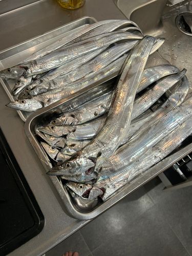 タチウオの釣果