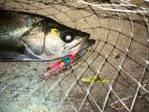 セイゴ（マルスズキ）の釣果