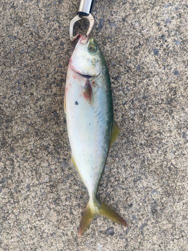 ワカシの釣果