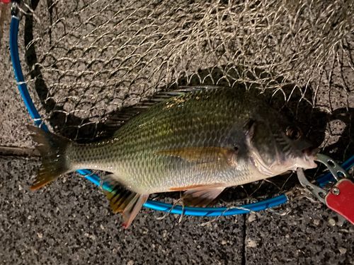 キビレの釣果