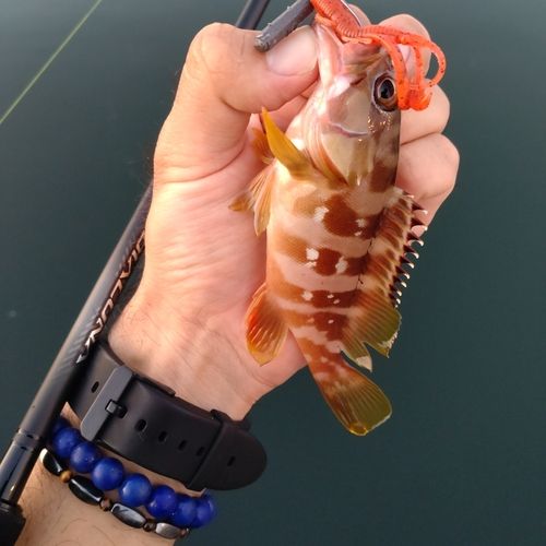アカハタの釣果