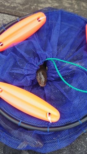 マハゼの釣果