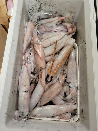 ケンサキイカの釣果