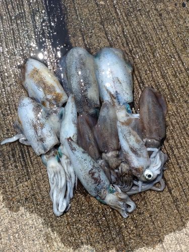 アオリイカの釣果