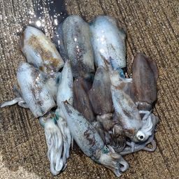 アオリイカ