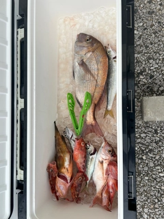 マダイの釣果
