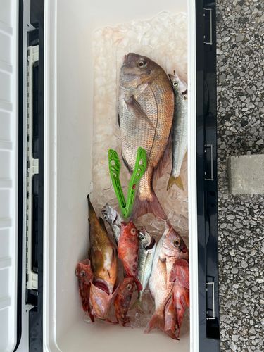 マダイの釣果