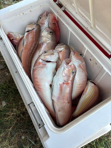 シロアマダイの釣果