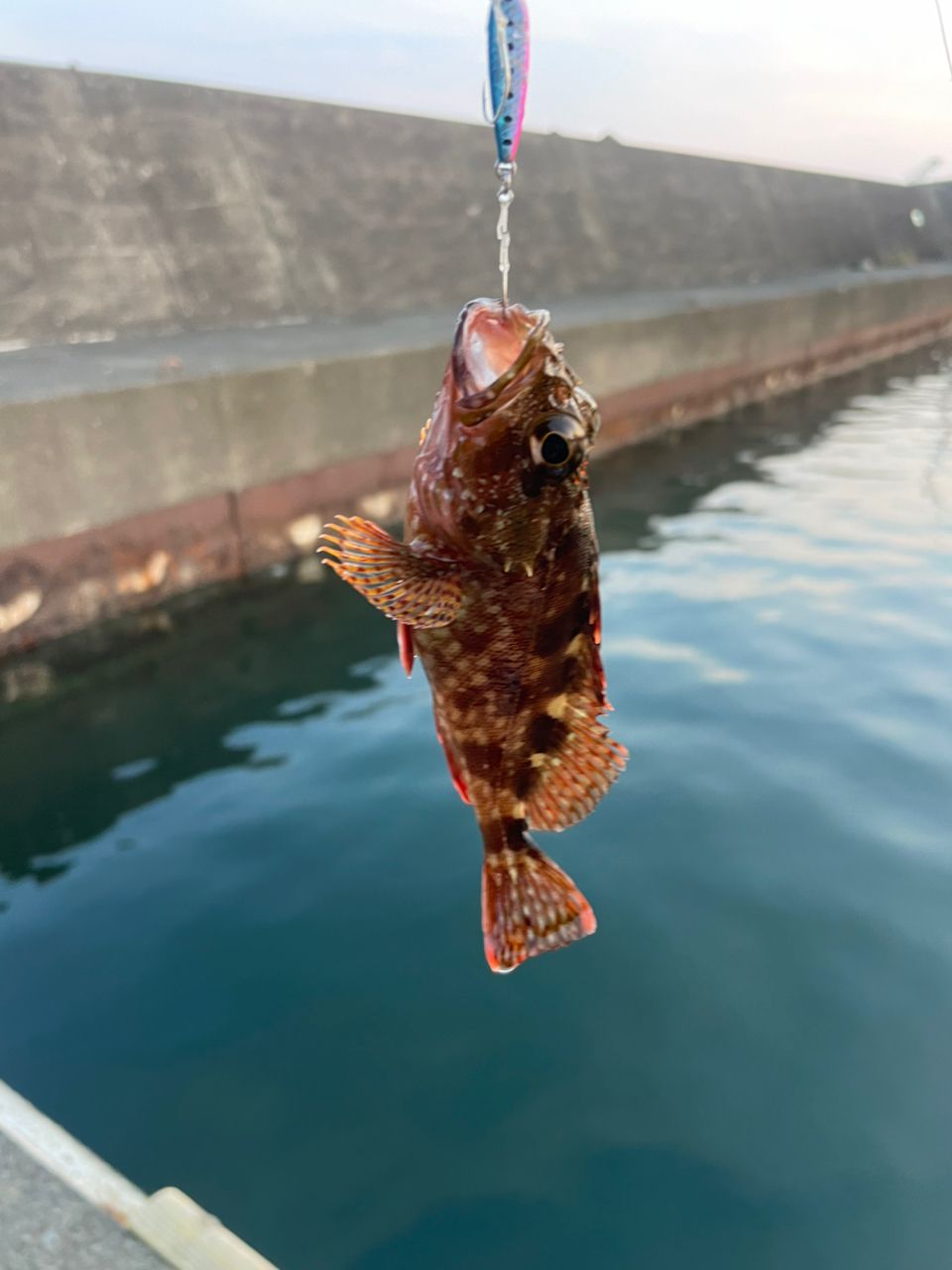 カサゴ