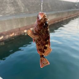 カサゴ