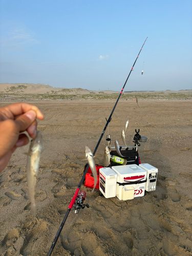 キスの釣果
