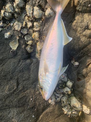 ショゴの釣果