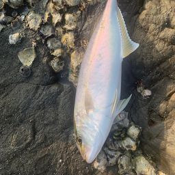 ショゴ