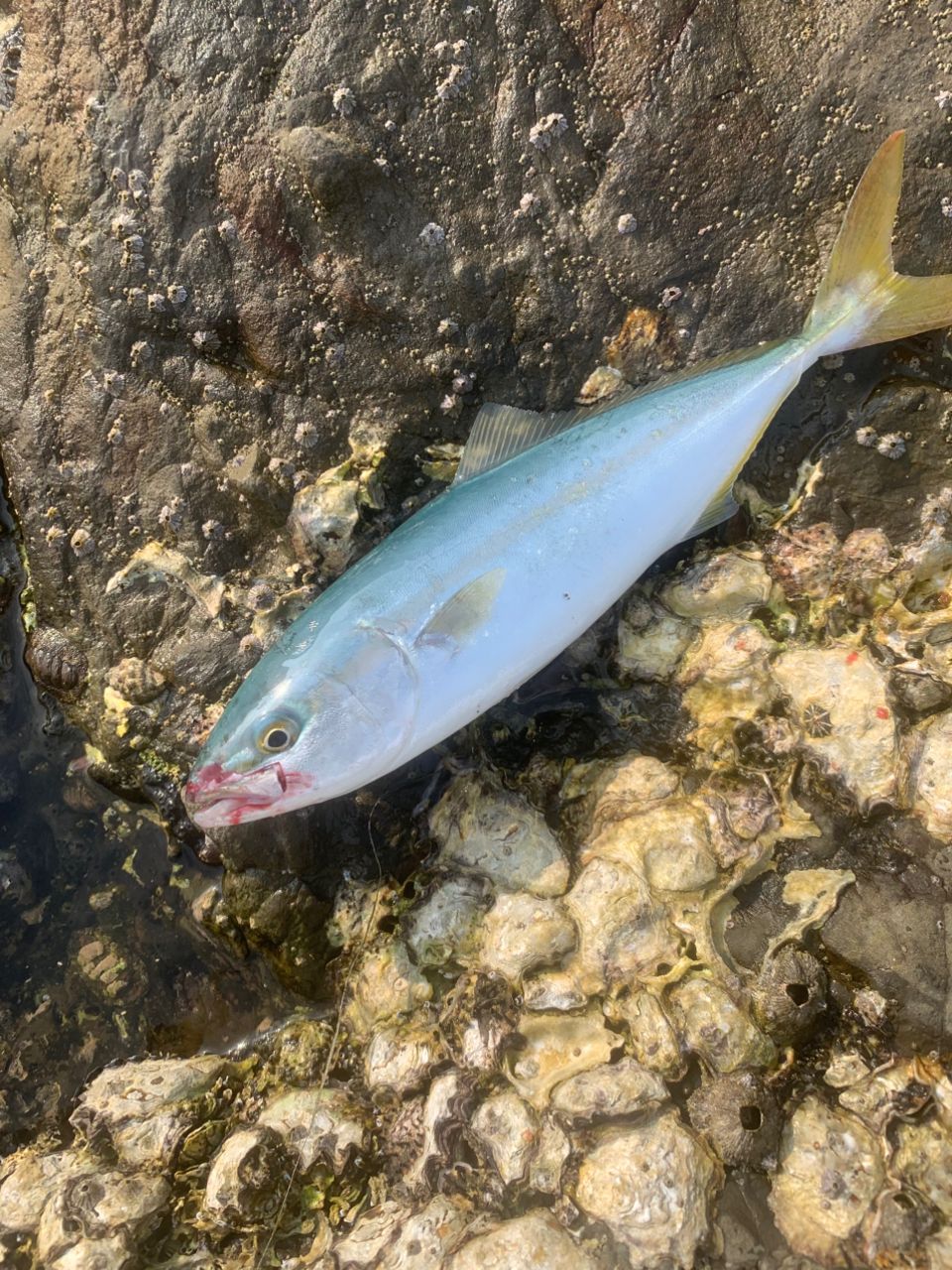 ショゴ