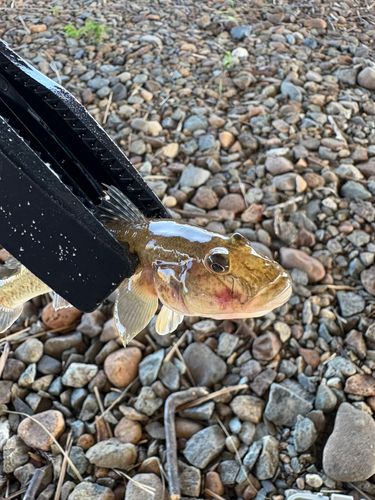 ハゼの釣果