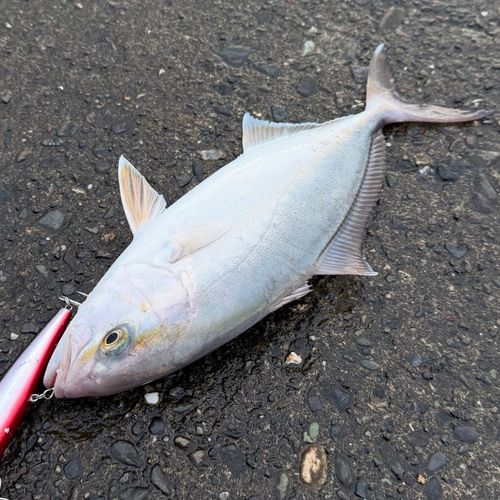 ショゴの釣果